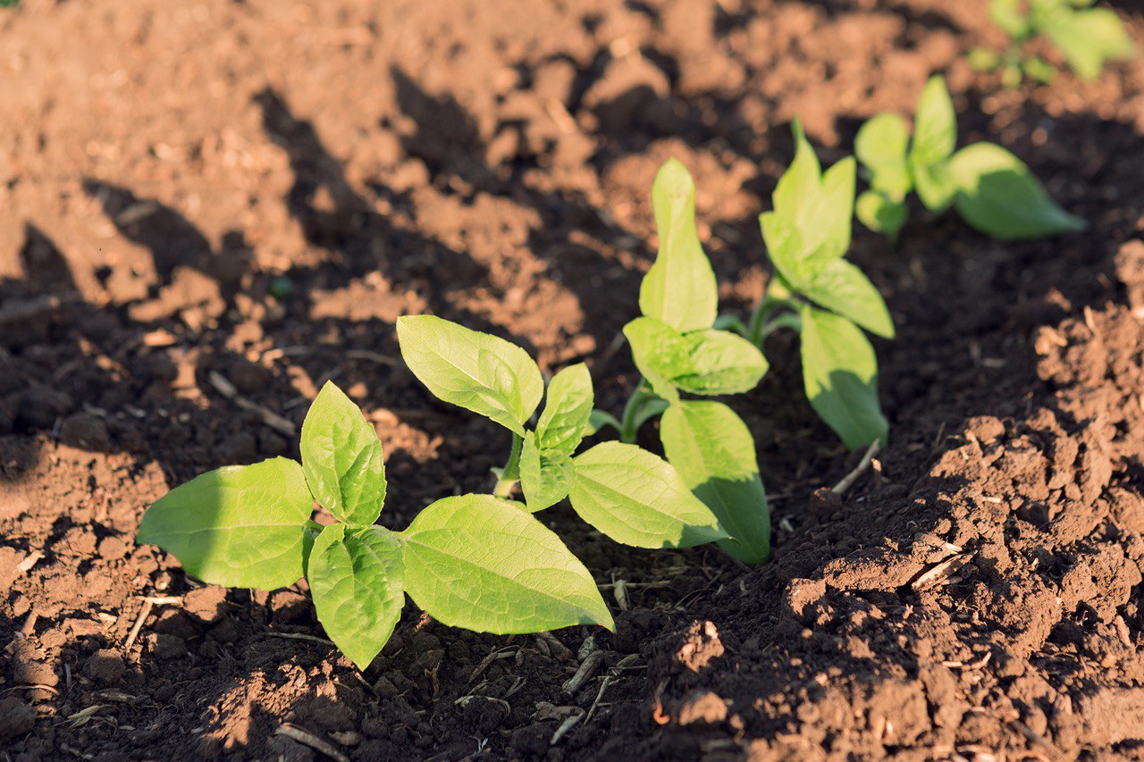 Профілактичні фунгіцидні обробки – дуже важлива складова вирощування соняшника та сої