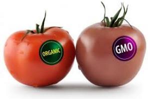 Парламент хоче запровадити державний контроль за ГМО-продукцією
