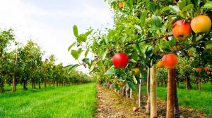 В Україні видано першу аграрну розписку в садівництві