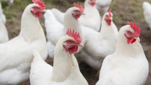 Преференції виробникам м’яса птиці та яєць склали $1,3 млрд –  Інститут агроекономіки 