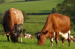 Аграріям, які хочуть займатися молочним бізнесом, вже зараз треба об’єднуватися в кооперативи, – Держпродспоживслужба 