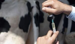 Бізнес закликає переглянути використання антибіотиків у тваринництві