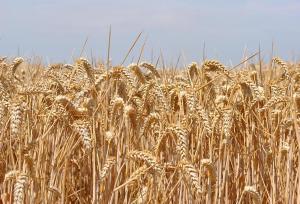 З’явився оновлений прогноз урожаю зернових на 2020 рік