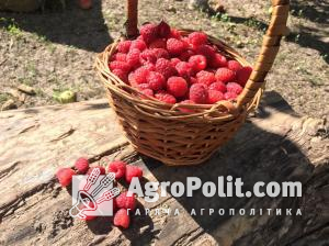 Ціни на фрукти та ягоди в Україні знаходяться на історично високому рівні 