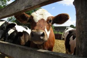 На Вінничині створюватимуть сімейні молочні ферми за підтримки Швеції