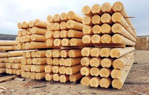 Розробка механізму продажу деревини відбувається без залучення бізнесу, – ЄБА
