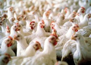 Ряд країн ввели обмеження на ввезення з України продукції птахівничої галузі