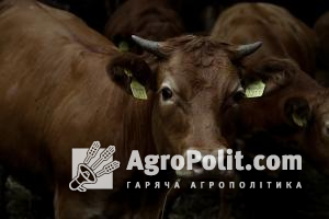 Озвучено пропозиції аграріїв Зеленському щодо Національної програми розвитку тваринництва