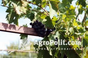 На спорудження нових виноробних ліній держава надала 19 млн грн, — Мінагрополітики
