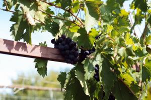 Торік аграрії наростили переробку винограду майже на 9%