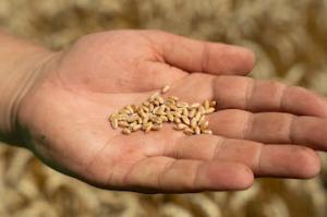 Держмитслужба прокоментувала звинувачення СБУ про розкрадання 5 млрд у ході експорту зерна