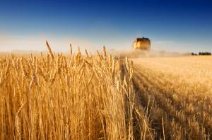 Вже встигли експортувати 4870 тис. т пшениці