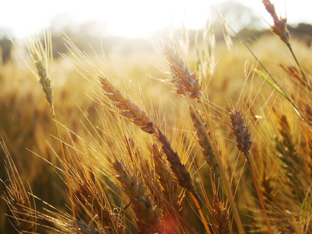 Українські аграрії експортували понад 25 мільйонів тонн зернових