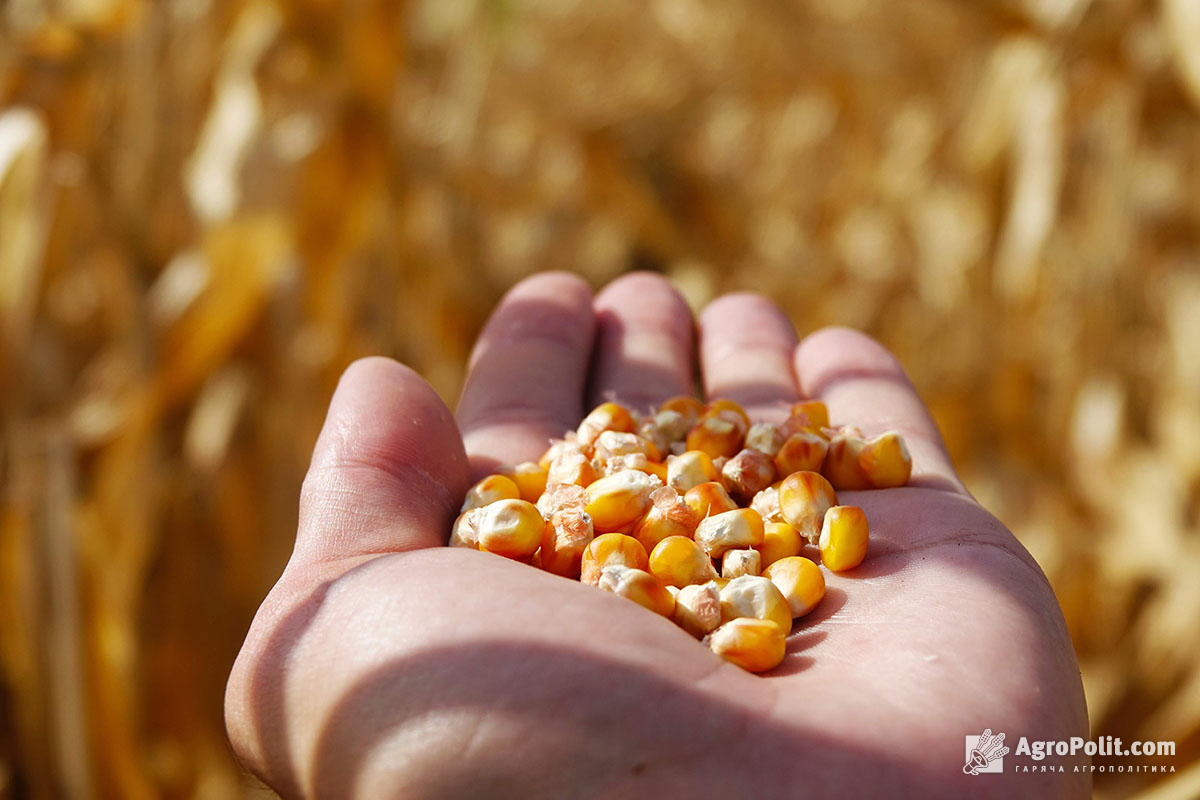 Уряд просять ввести державне регулювання на кукурудзу – відкритий лист уряду та РНБО від трьох асоціацій тваринників 