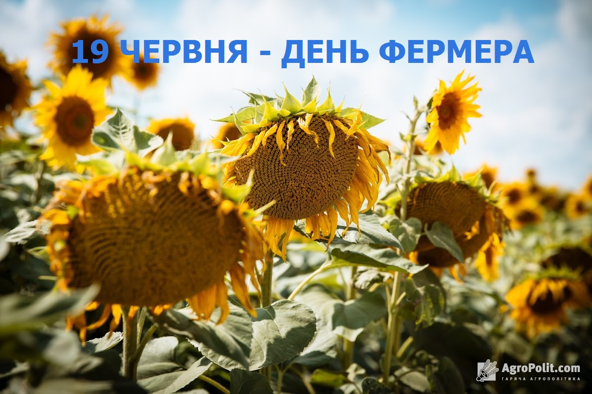 День фермера в Україні: хто вони – сучасні куркулі