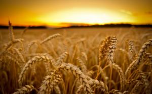 Українське зерно вишукує органічний ґрунт – скільки та куди виробники продають чистого зерна? 