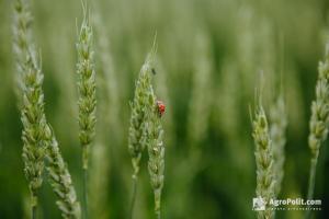 AgroPolit.com зібрав думки аграрїів щодо семи найважливіших питань роботи вільного ринку землі в Україні