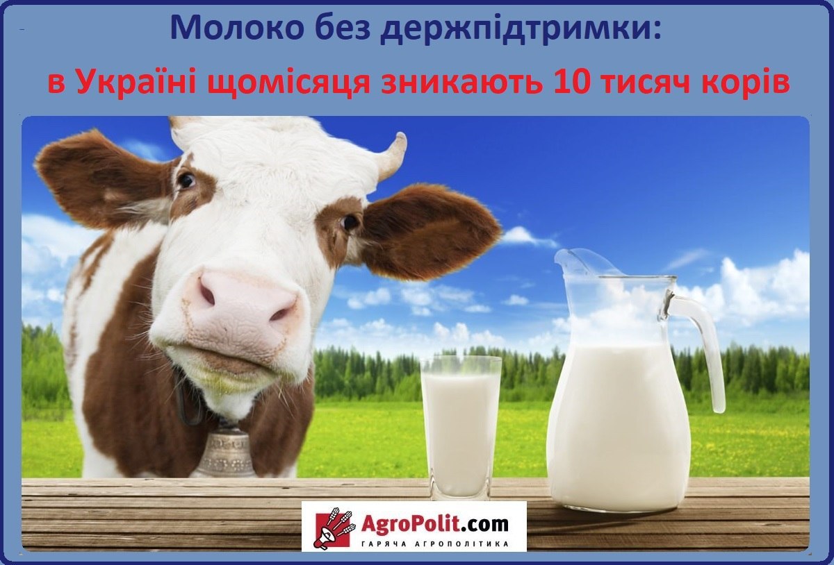 Молоко без держпідтримки: в Україні щомісяця безповоротно зникають 10 тисяч корів