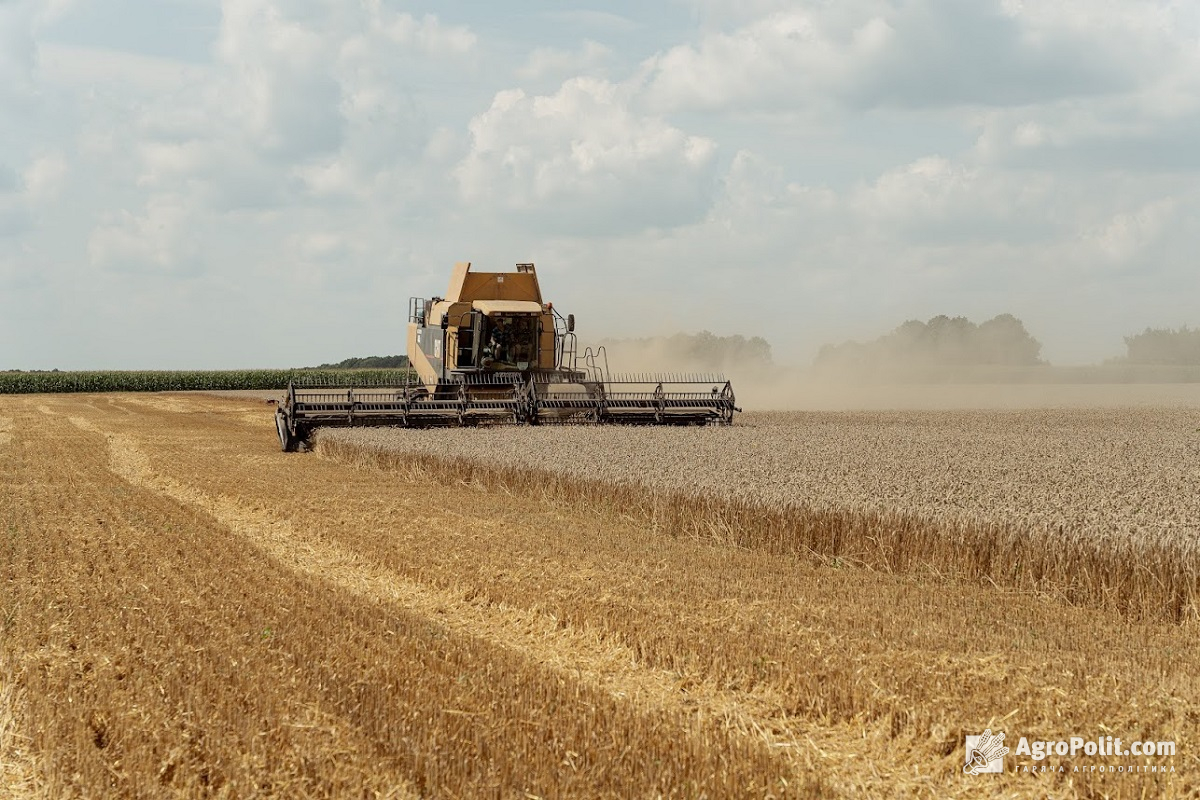 Ціни на зернові у серпні: пшениця, ячмінь, кукурудза