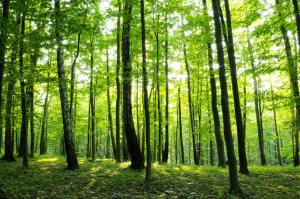 Перший крок у напрямку лісгоспів — корпоратизація — Білоус 