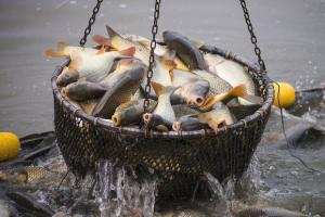 Держрибагентство хоче знизити плату за оренду землі для аквакультури і створює єдиний Реєстр рибогосподарських водних об’єктів — Ковалів