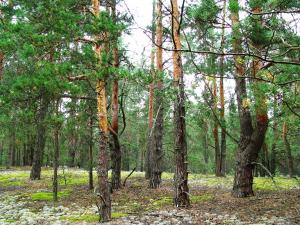 Українські ліси під загрозою знищення — прес-служба