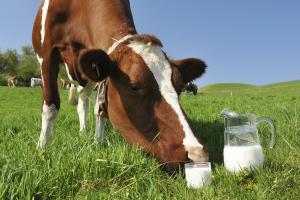 Астарта планує розвивати виробництво органічного молока — Іванчик