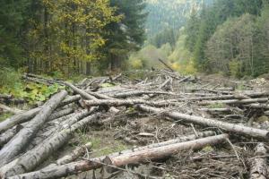 В Україні незаконно вирубали лісів на 85 млн грн — Держлісагентство