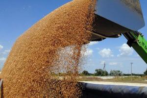 Аграрії експортували майже 31 млн т зернових з початку МР — Павленко