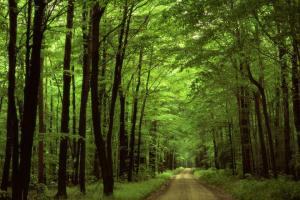 Мораторій на експорт лісу можуть скасувати — МЕРТ 