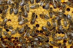Українські бджоли дають чималий прибуток АПК — аграрій 