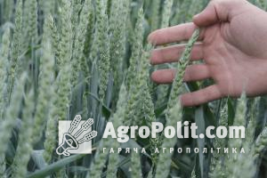 Сорти пшениці селекції Миронівського інституту НААН проходять випробування в Угорщині та Молдові ― офіційно