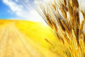 Український урожай зернових складе 60 млн т — прогноз