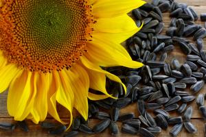 Агрокомітет ВР не прийняв скасування експортних мит на насіння соняшнику ― Ковальова