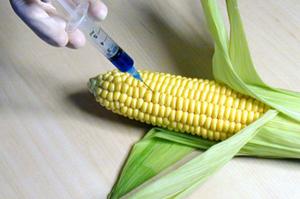 Запропоновано впровадити мораторій на ГМО ― офіційно 