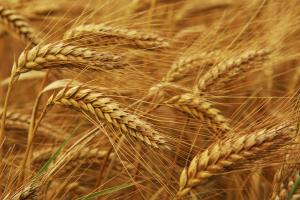 Українські аграрії експортували 1,4 млн т зернових ― джерело