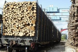 Внутрішній ринок лісу на Західній Україні нищить контрабанда ― Галасюк