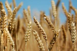 Україна витісняє Росію на ринку пшениці 