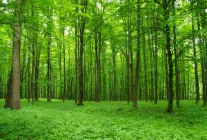 Держлісагентство посилить боротьбу із незаконною вирубкою лісів