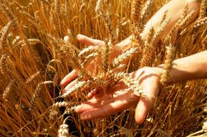 Україна очікує урожай в розмірі 63 млн т