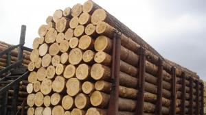 Україна змушена відмовитися від експорту лісу