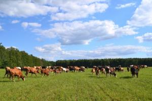 На Житомирщині розвивають органічне сільське господарство