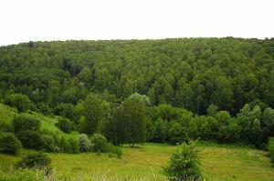 Австрія допоможе українському лісовому господарству 