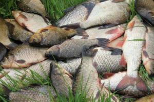 Вилов риби в Україні виріс на 18%