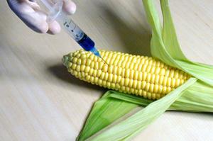 Лібералізувати ГМО в Україні зарано 