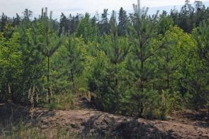 ГПУ вживає заходів щодо незаконно вибутих лісів у районах Києва