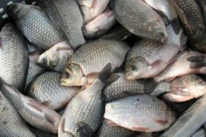 Законодавство щодо безпечності риби та рибопродуктів планують удосконалити