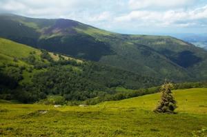 Словаччина та Закарпаття планують співпрацювати в лісовій галузі