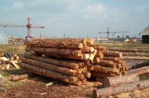 Податки від деревообробної галузі зросли на 2 млрд грн
