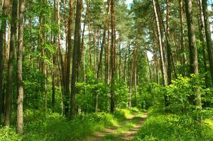 Україна та Австрія співпрацюватимуть у сфері лісового господарства